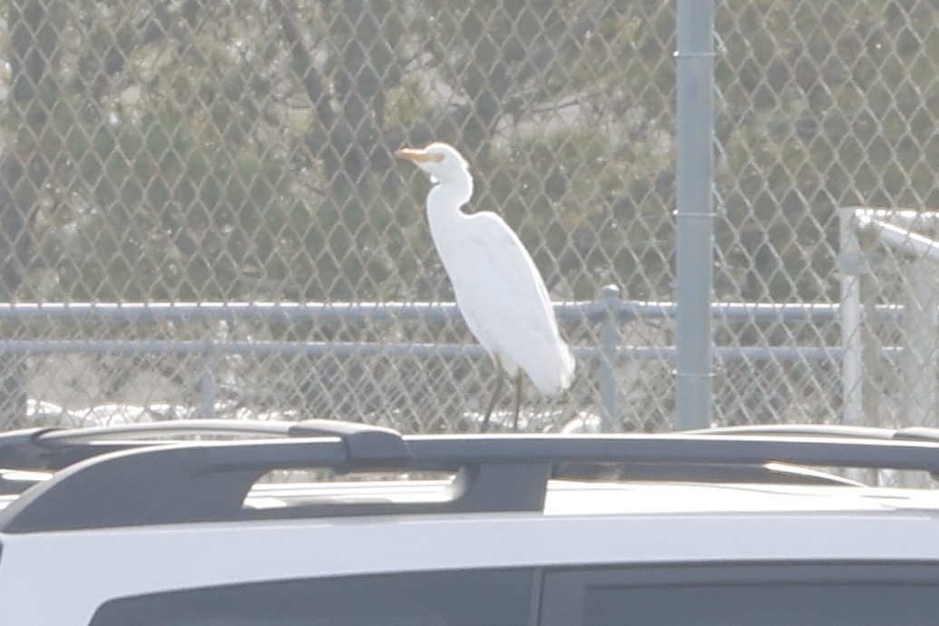 Western Cattle Egret - ML611240272