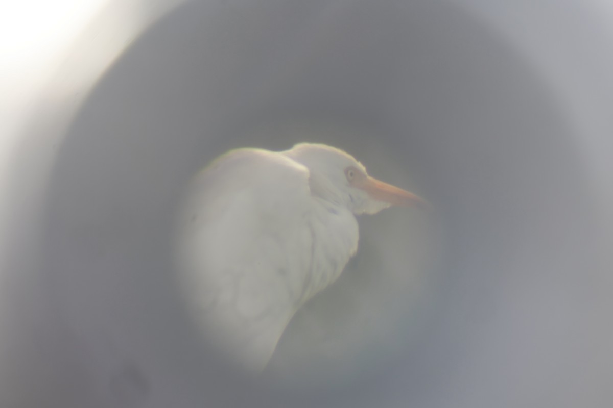 Египетская цапля (ibis) - ML611240273
