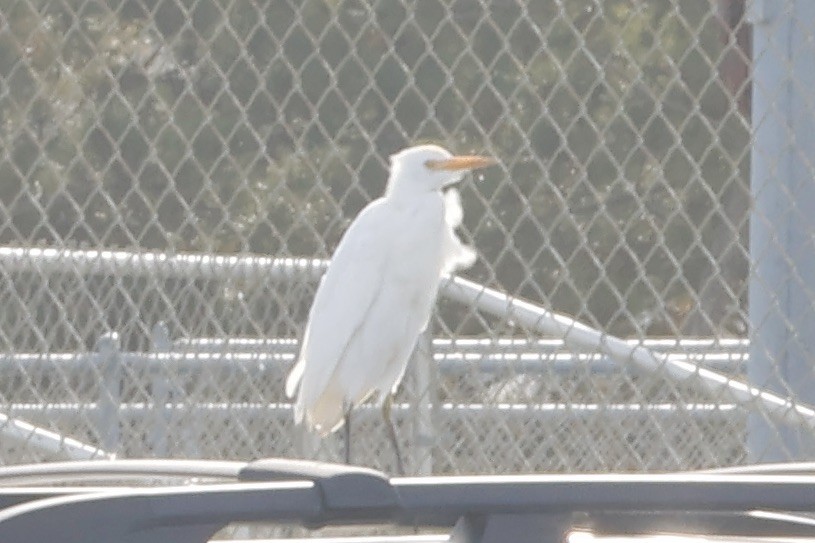 Western Cattle Egret - Daniel Morton