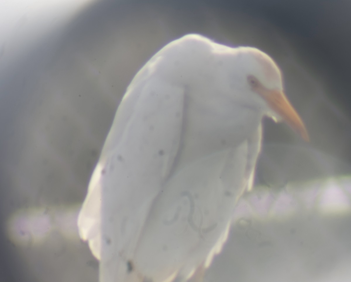 Western Cattle Egret - Daniel Morton