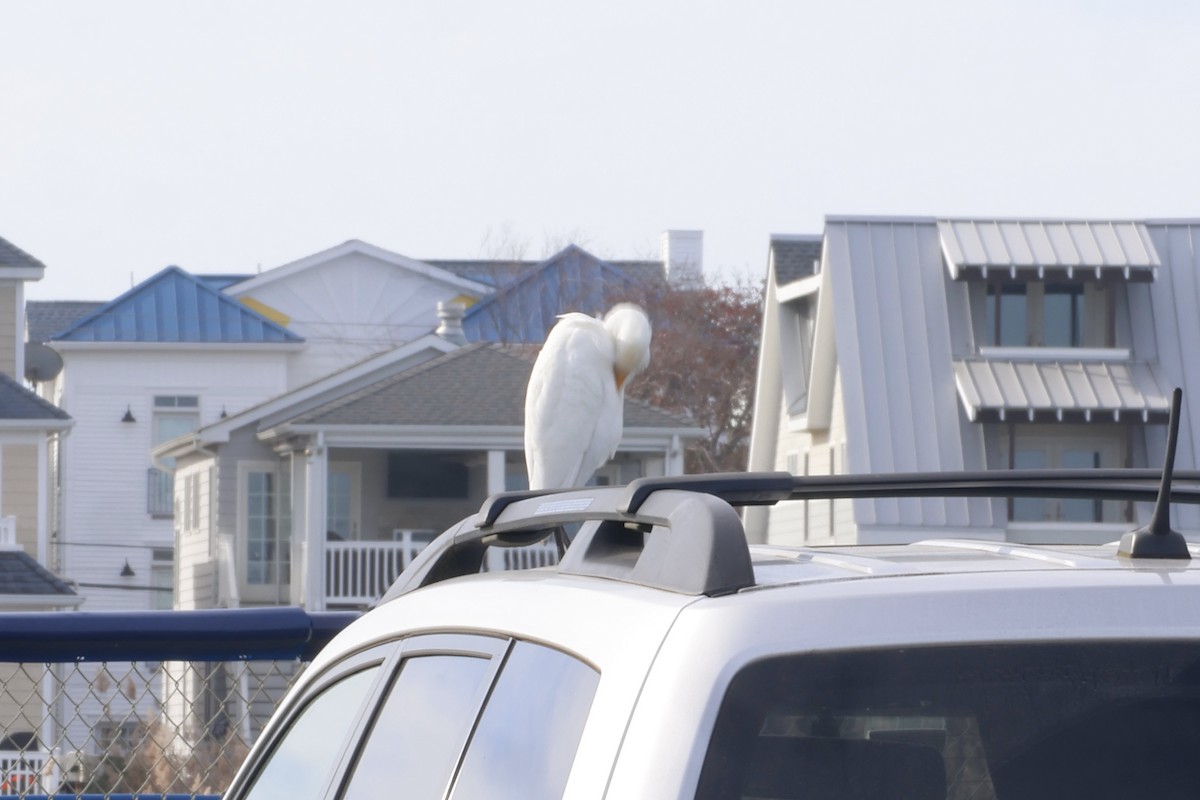 Western Cattle Egret - ML611240277