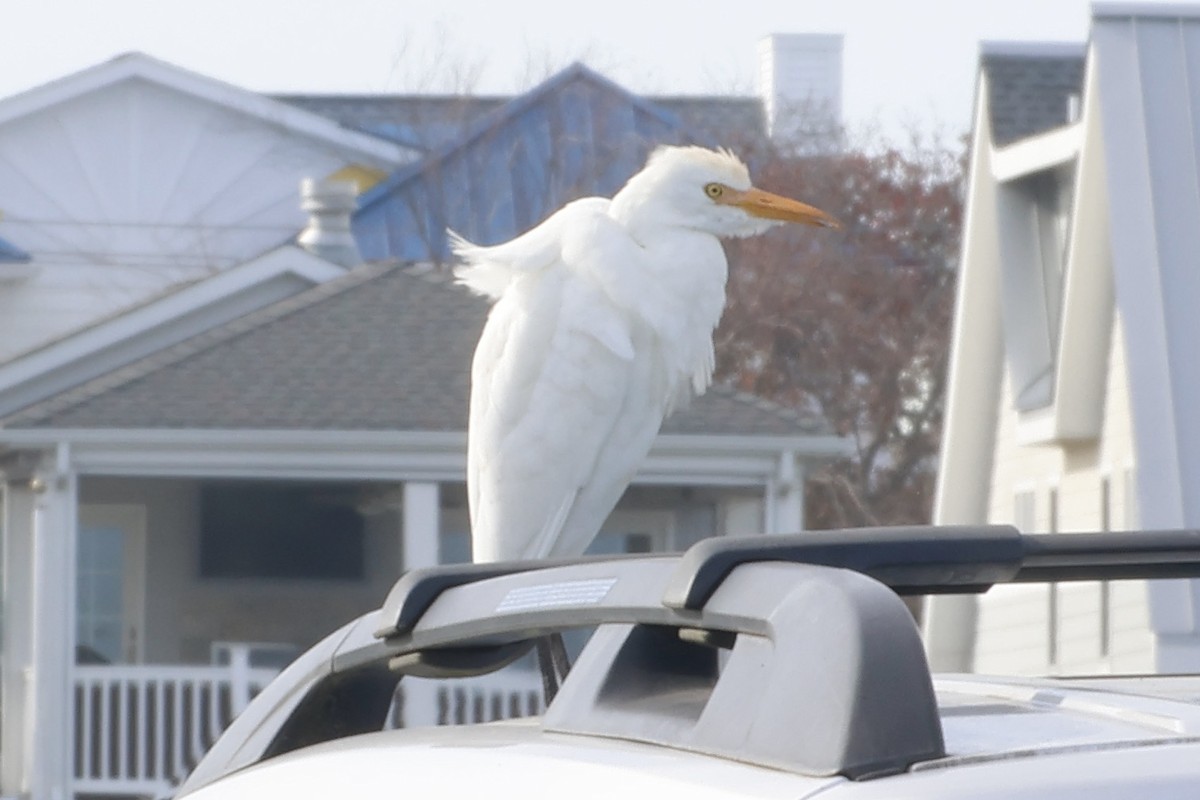 Western Cattle Egret - ML611240279