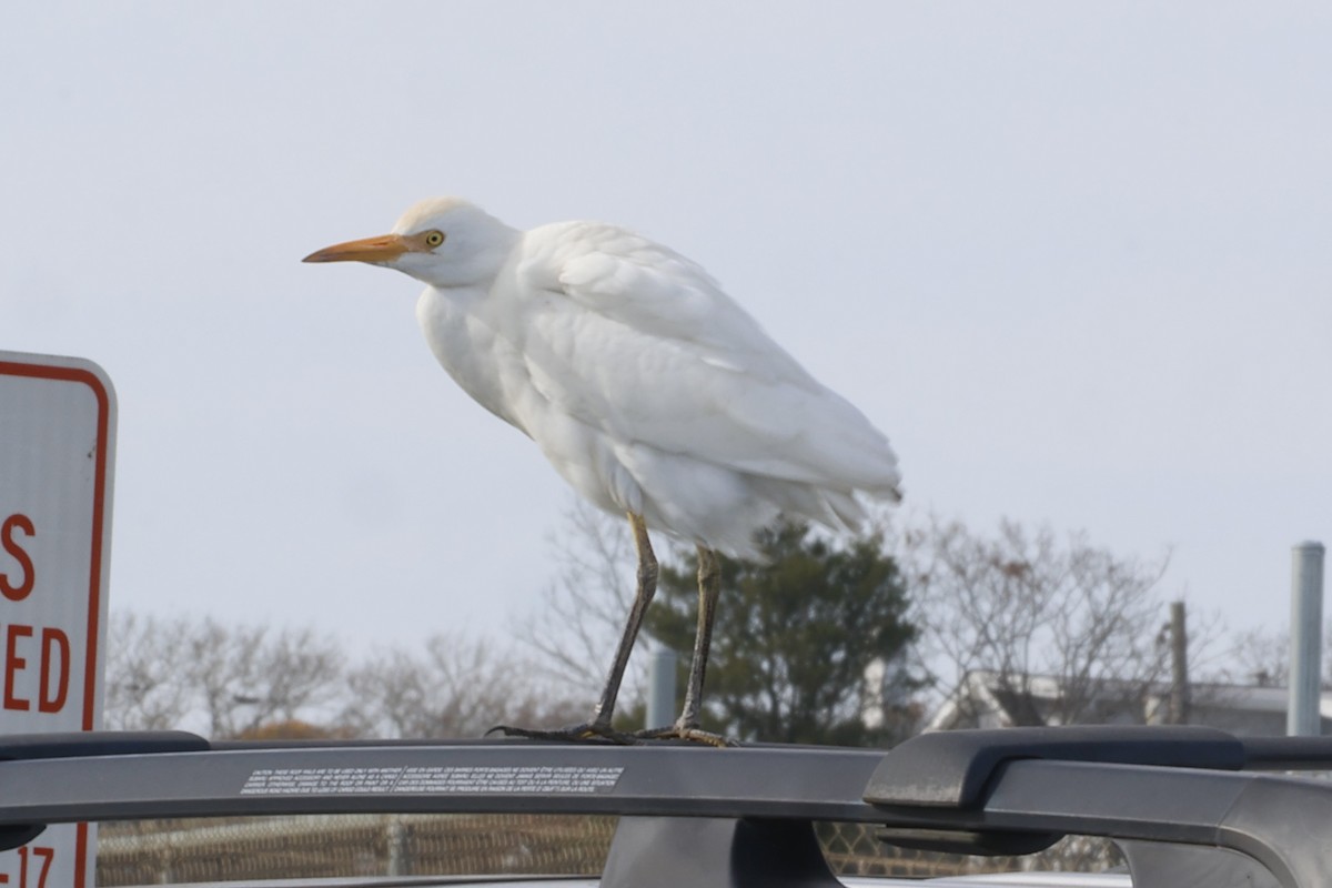 Western Cattle Egret - Daniel Morton