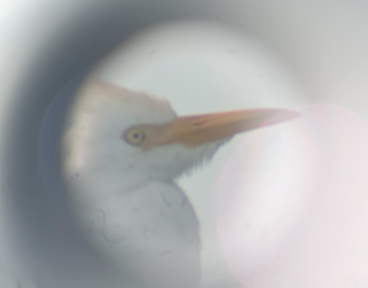 Western Cattle Egret - Daniel Morton