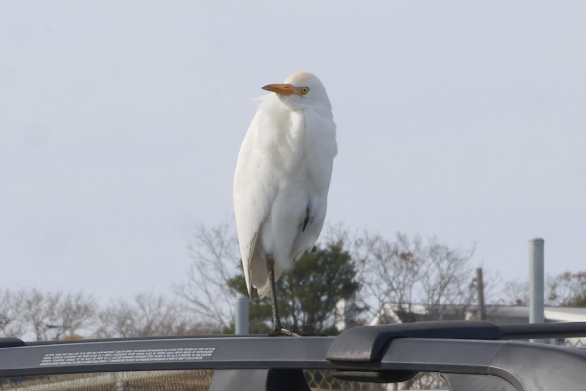 Western Cattle Egret - ML611240284