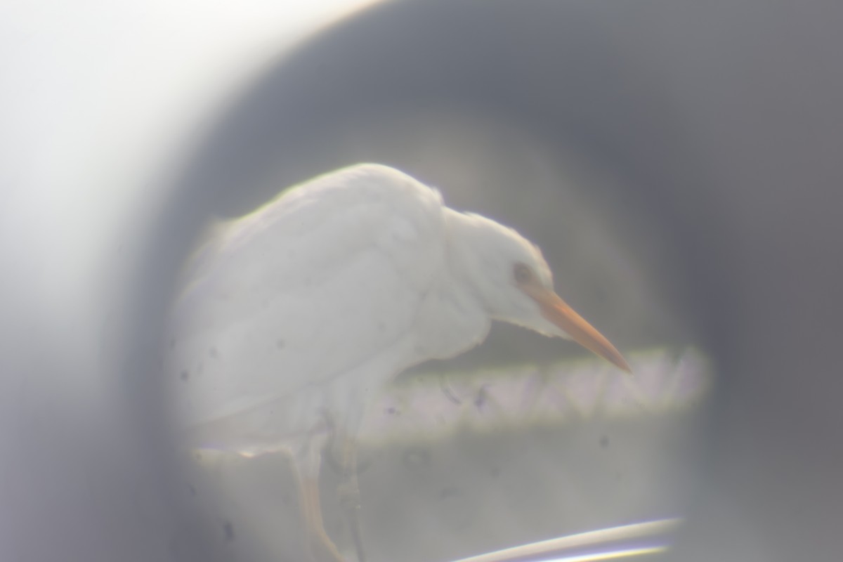 Western Cattle Egret - Daniel Morton