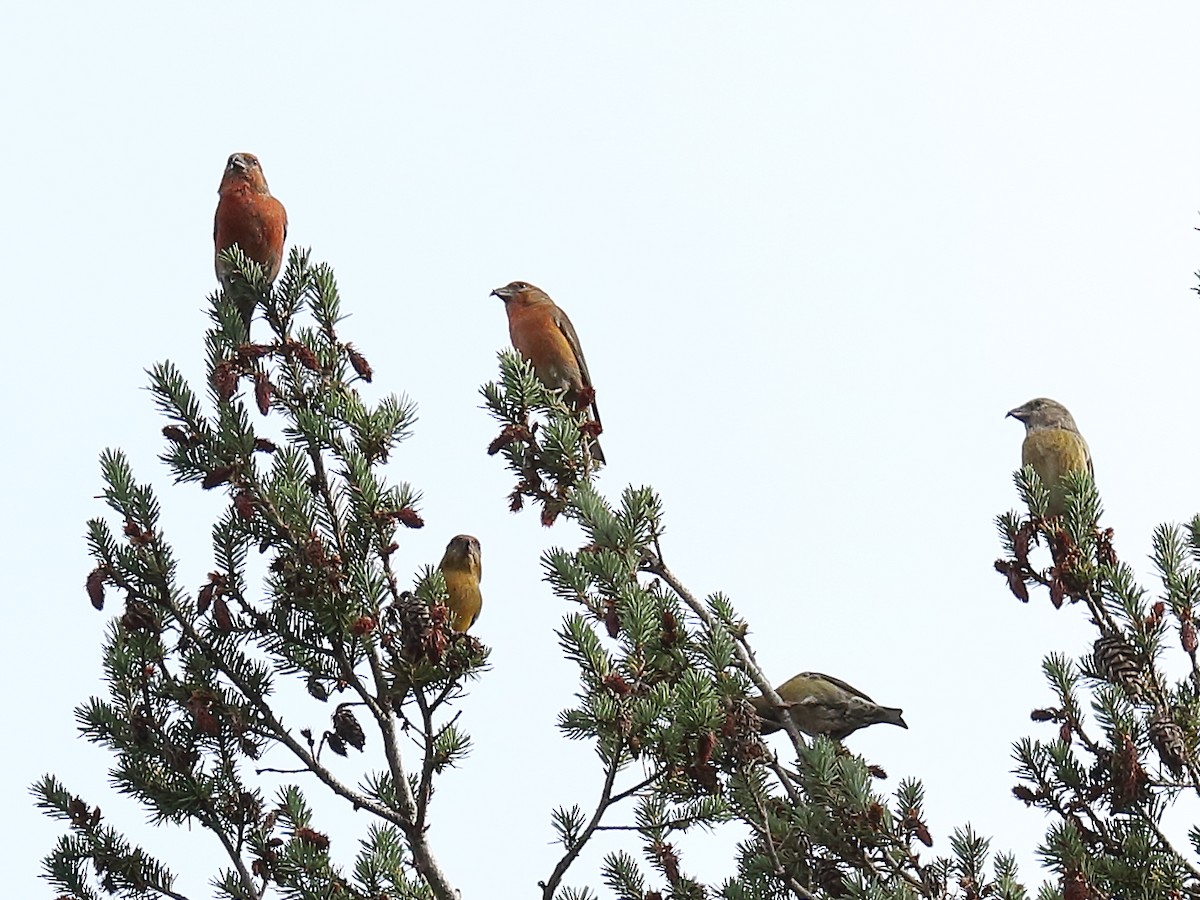 Red Crossbill - Michael Mammoser