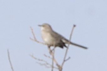 Northern Mockingbird - ML611240301