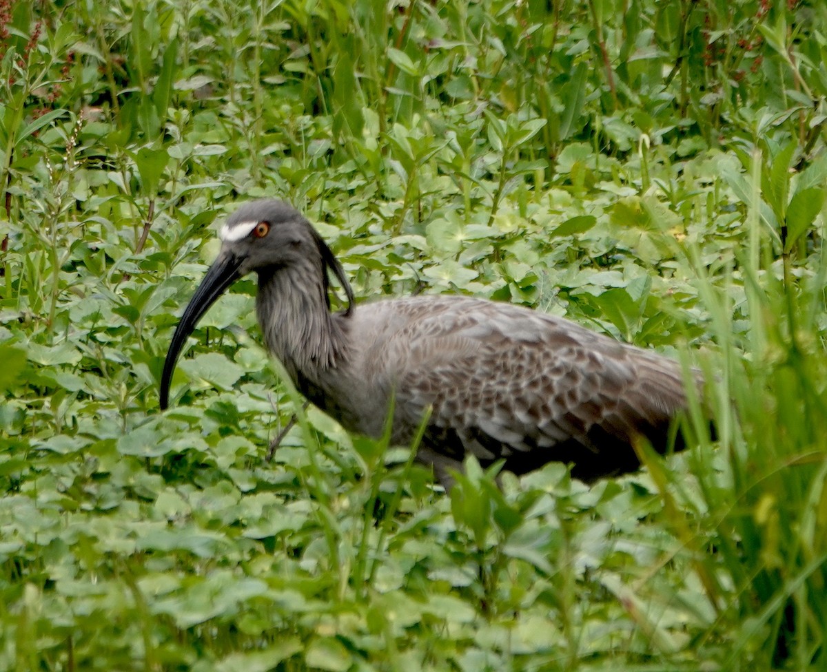 ibis běločelý - ML611240312