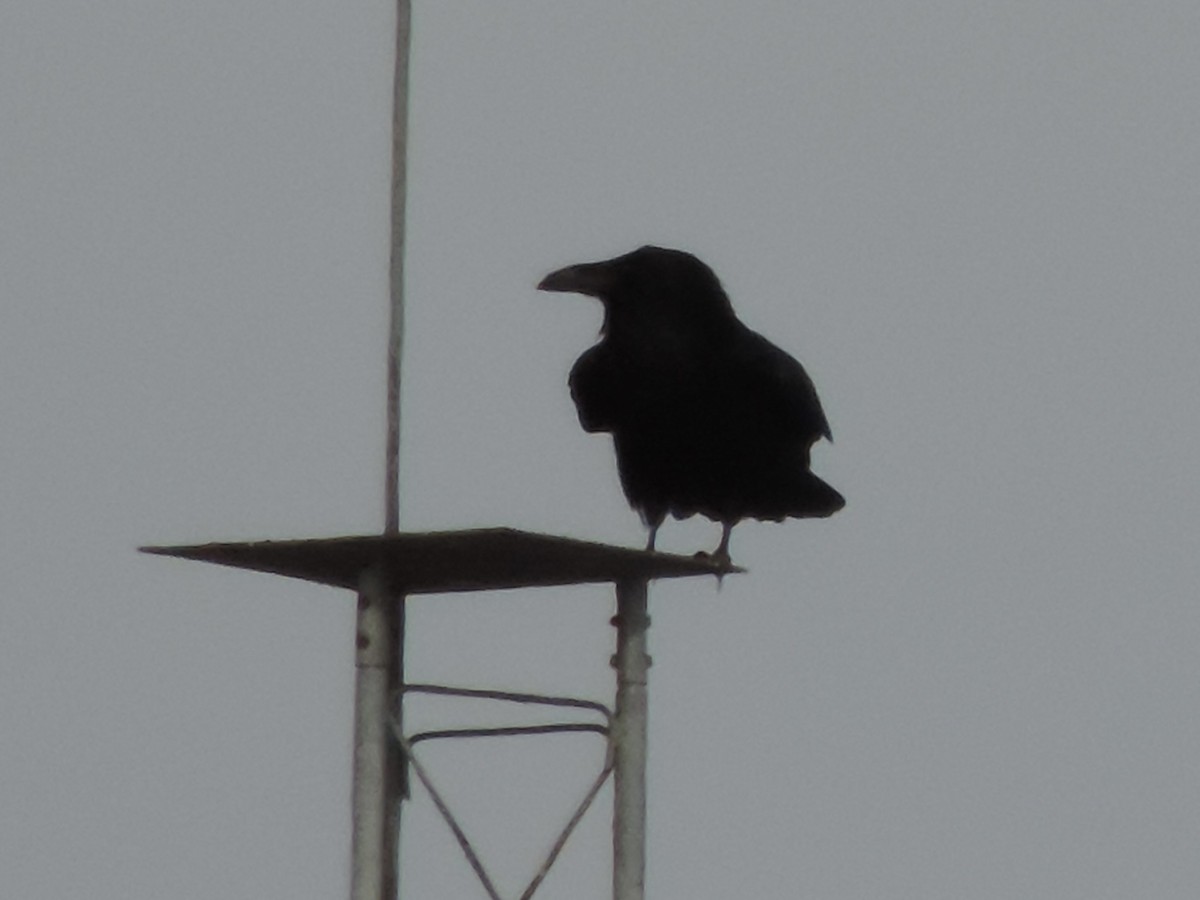 Хон хэрээ - ML611240322