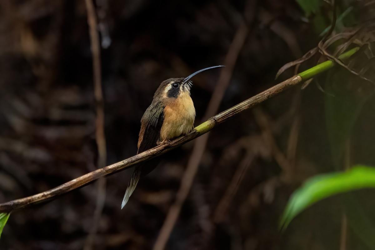 Gray-chinned Hermit - ML611240416