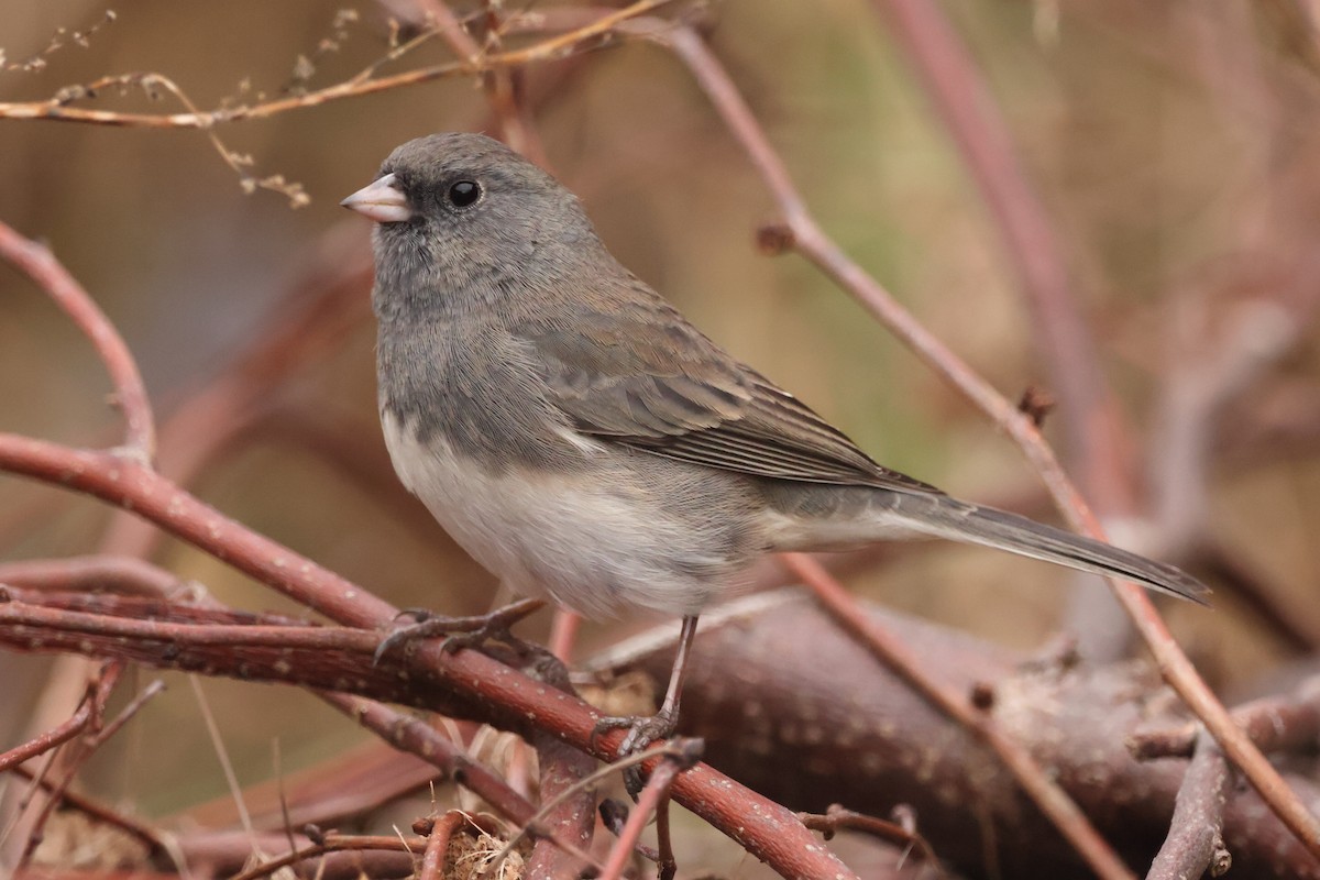 Dark-eyed Junco - ML611240472