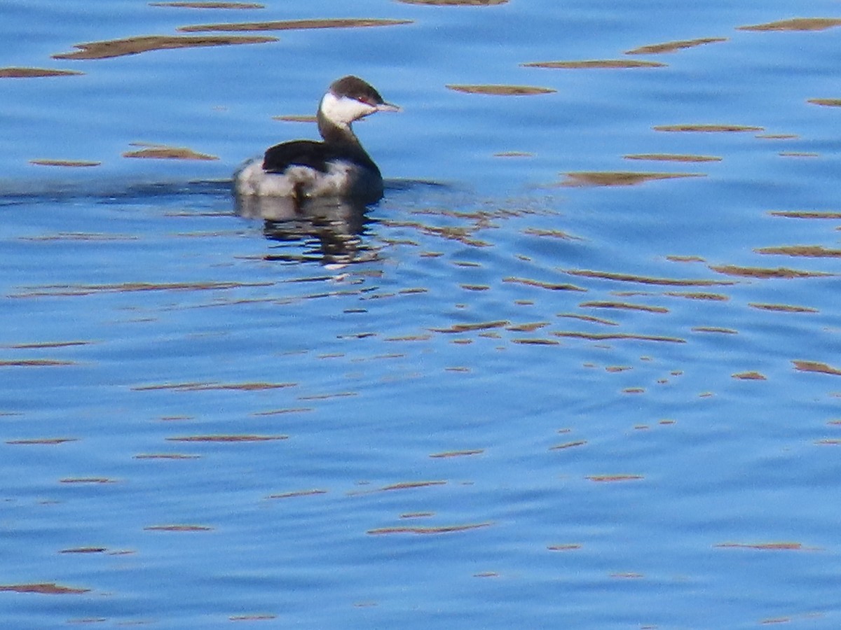 Horned Grebe - ML611240501