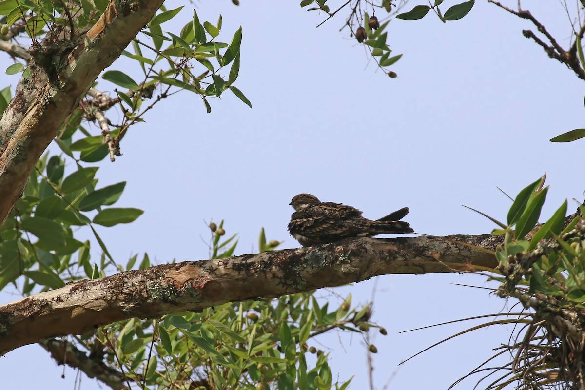 Lesser Nighthawk - ML611240508