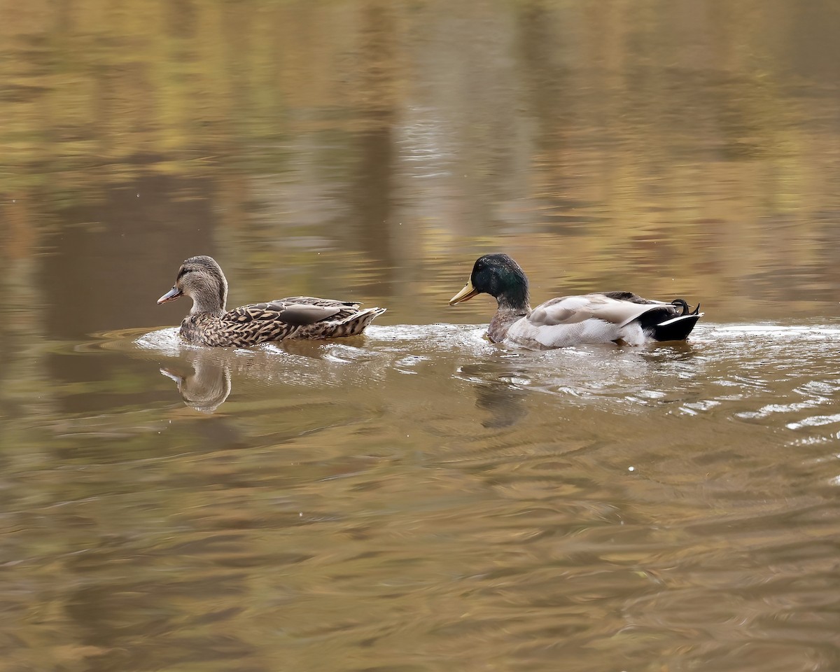 Mallard - ML611240509