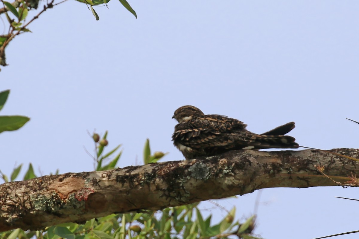 Lesser Nighthawk - ML611240510