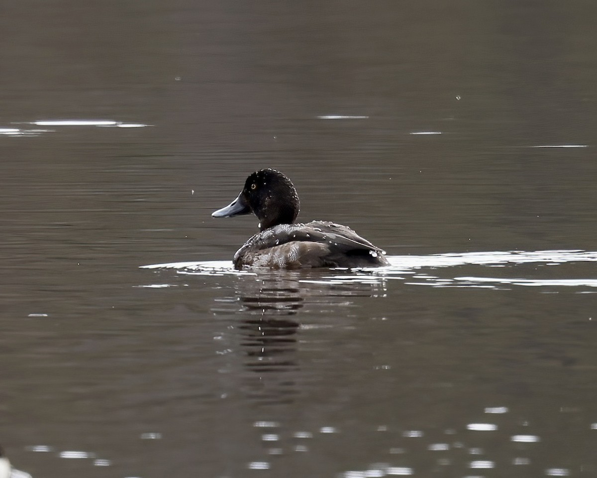 Greater Scaup - ML611240514