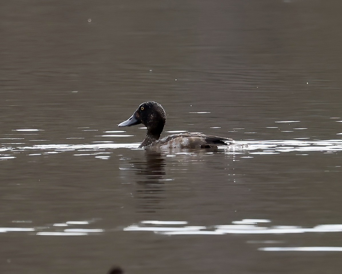 Greater Scaup - ML611240515