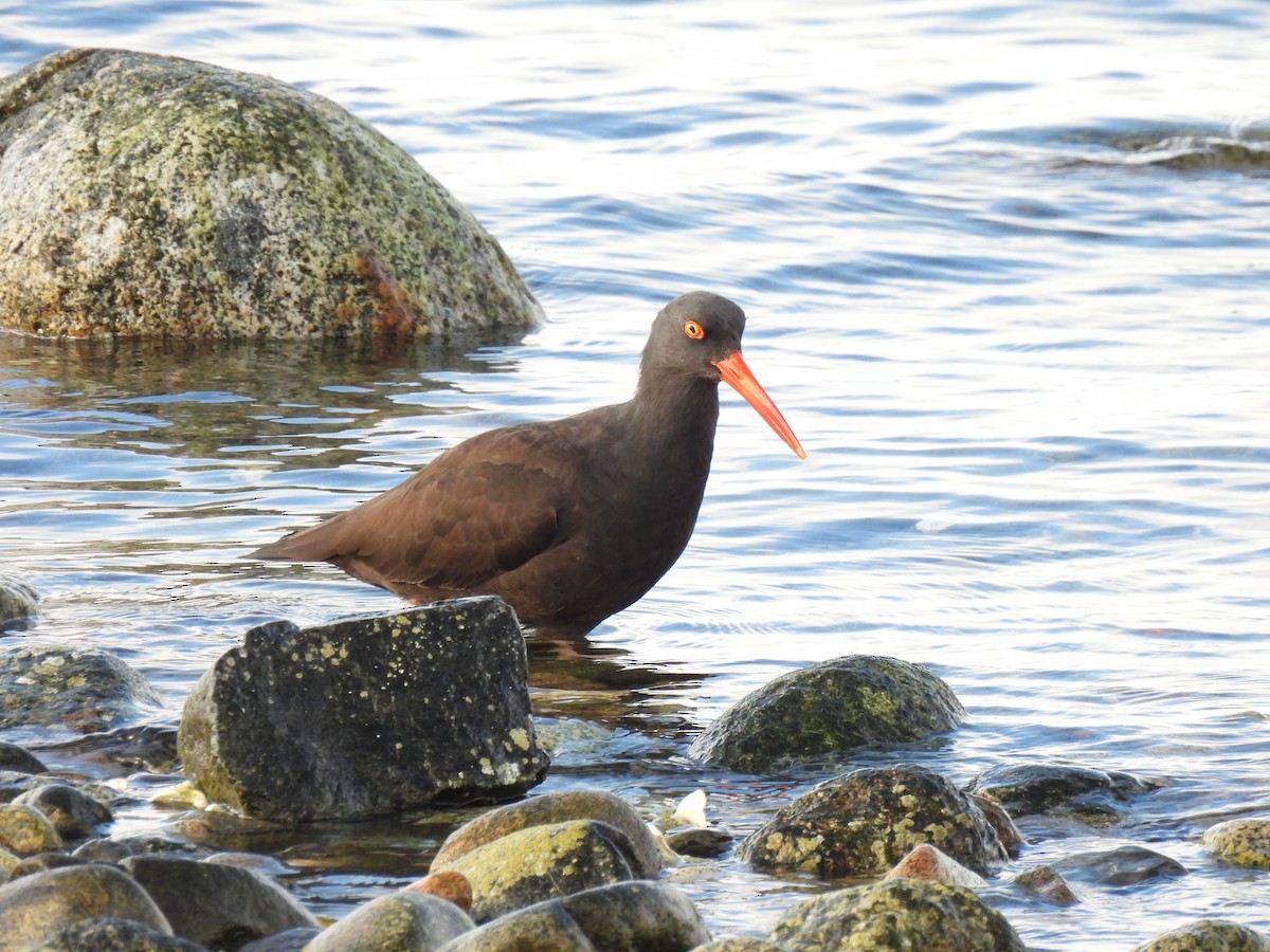 Black Oystercatcher - ML611240548