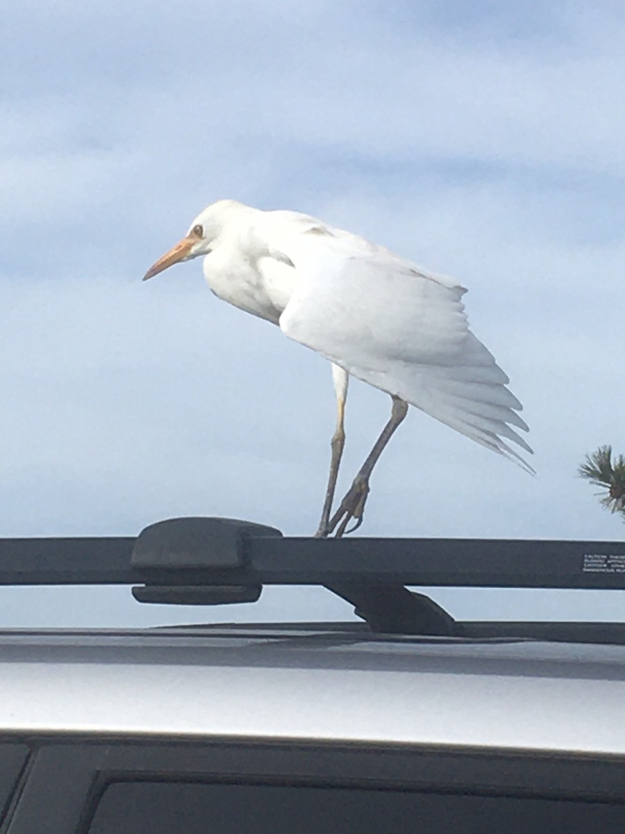 Western Cattle Egret - ML611240550