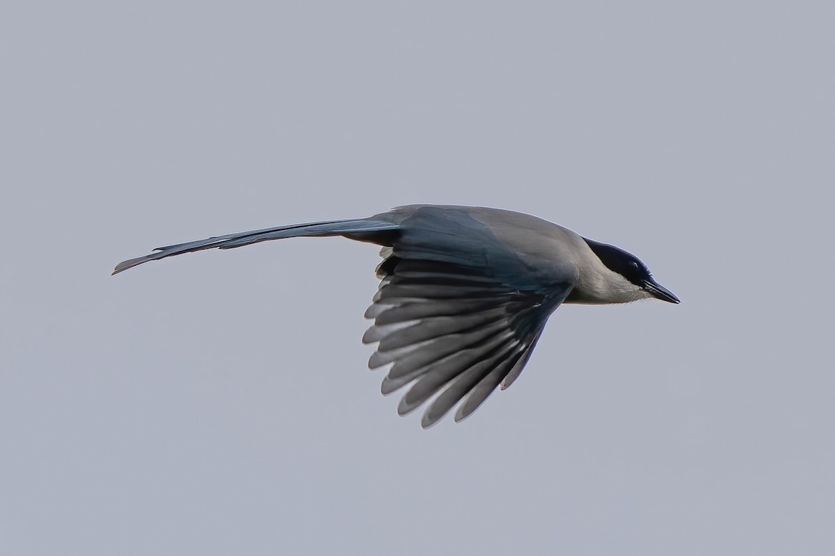 Azure-winged Magpie - ML611240568