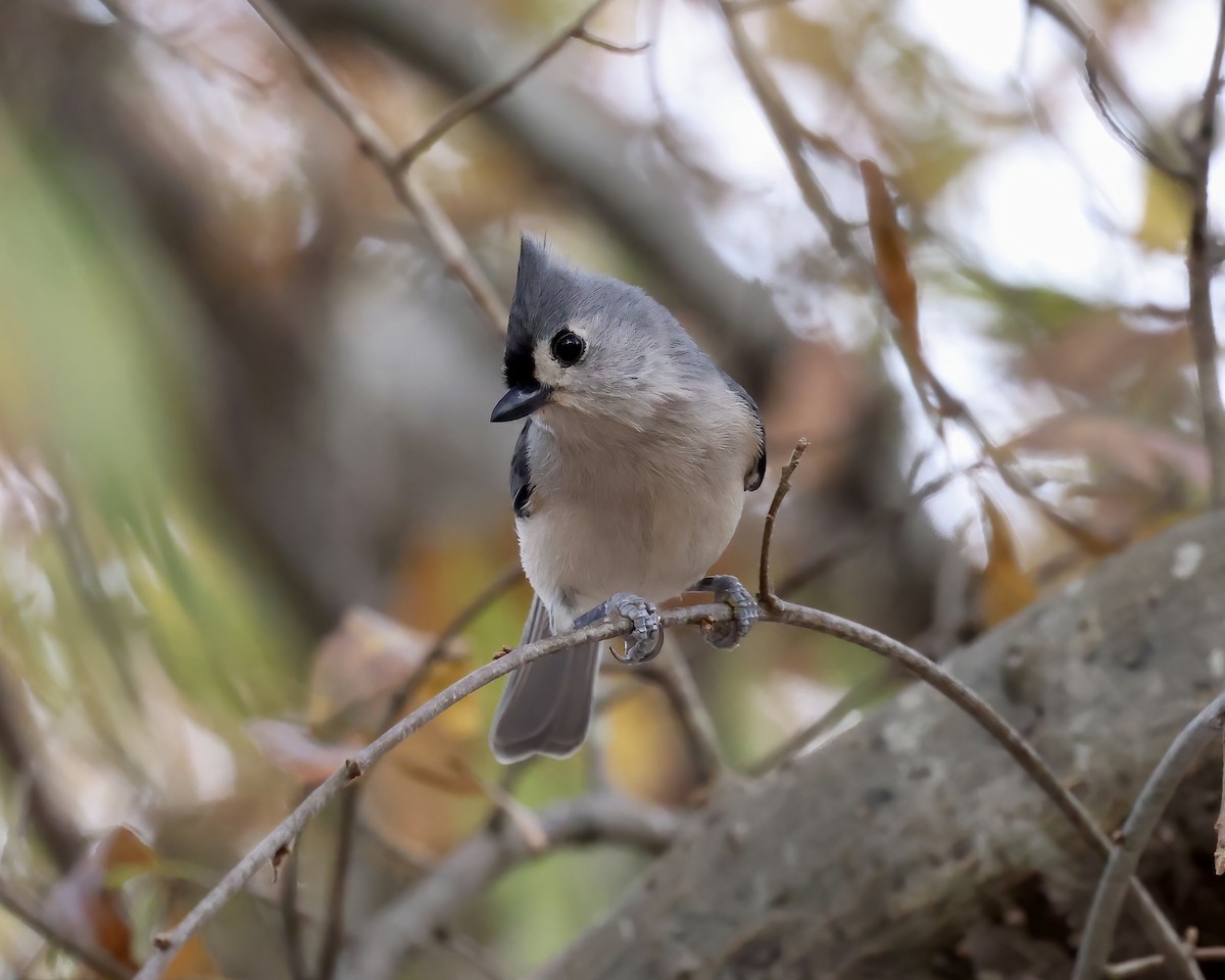 Tufted Titmouse - ML611240573