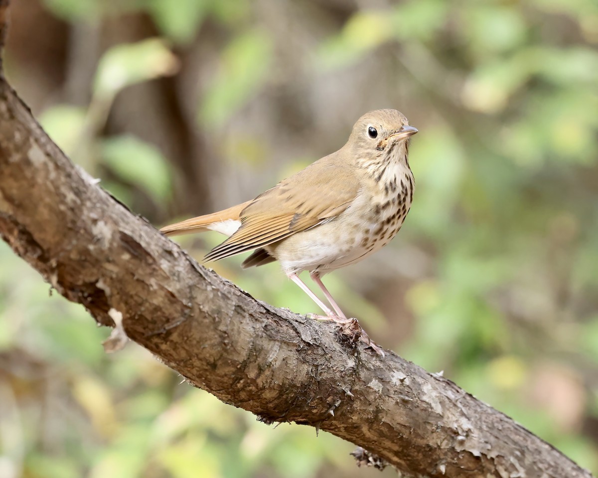 Hermit Thrush - ML611240578