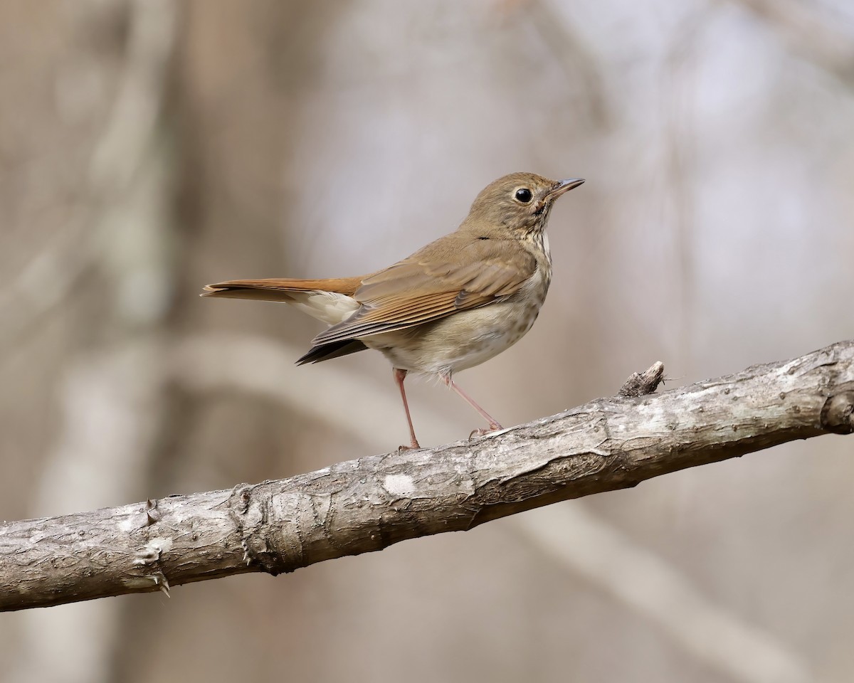 Hermit Thrush - ML611240579