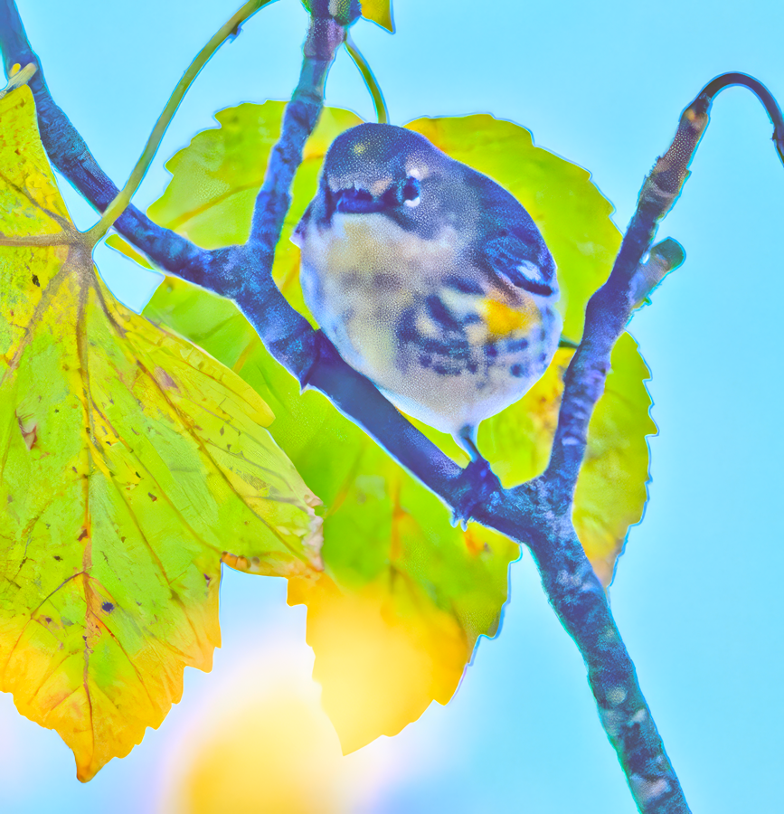 Yellow-rumped Warbler - ML611240655