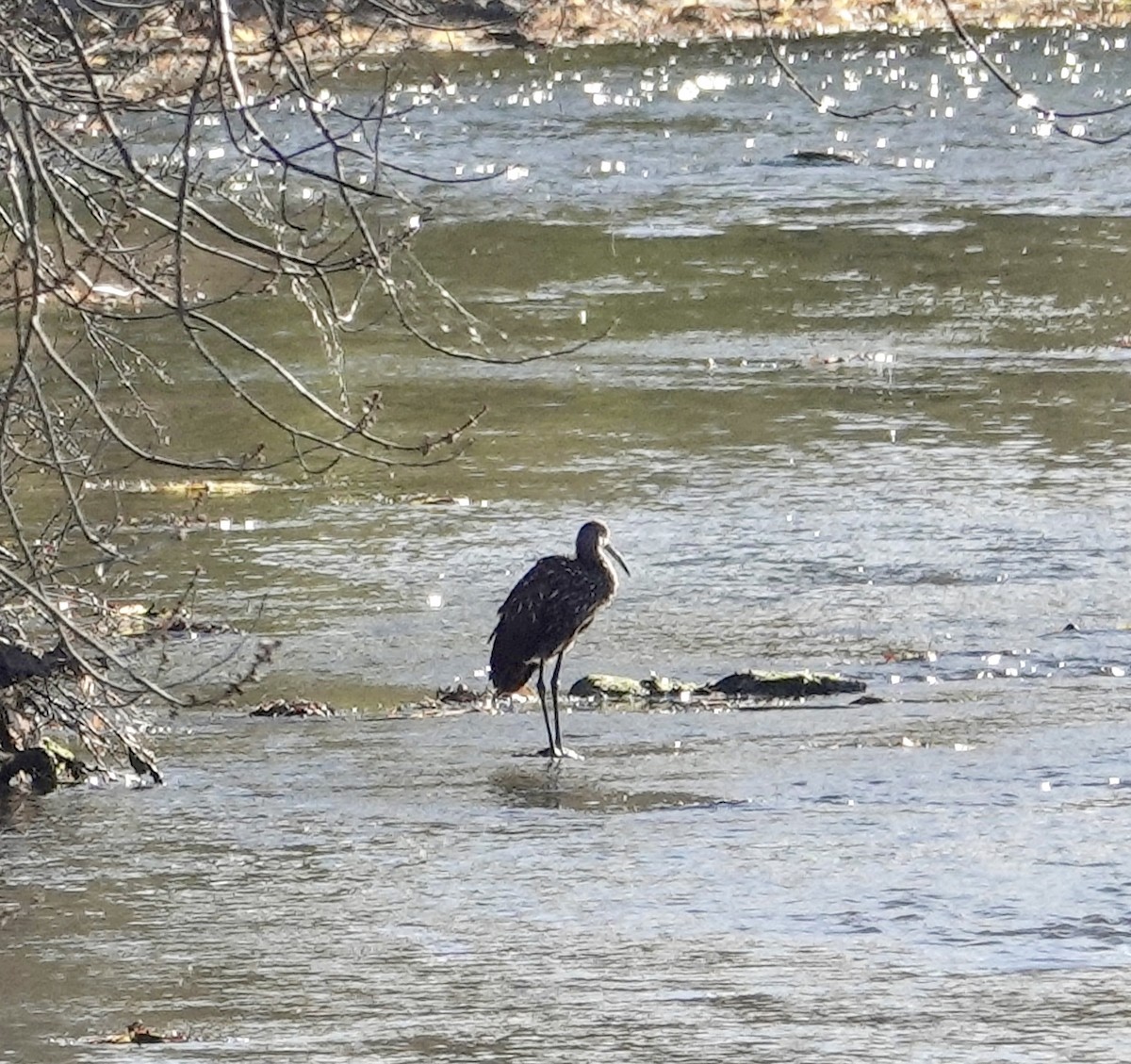 Limpkin - ML611240702