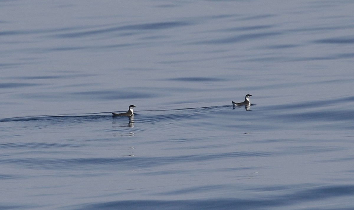 Craveri's Murrelet - ML611240703