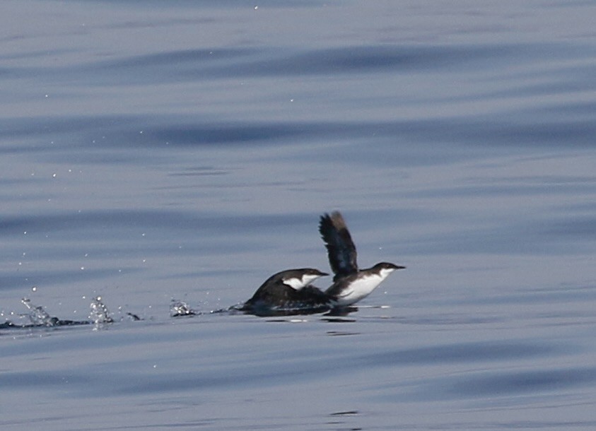 Craveri's Murrelet - ML611240704