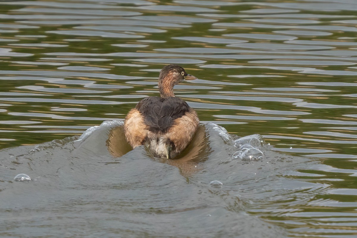 Little Grebe - ML611240794