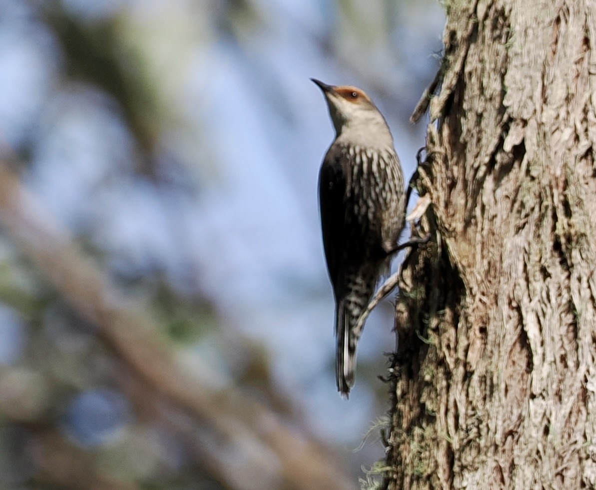 Red-browed Treecreeper - ML611240843
