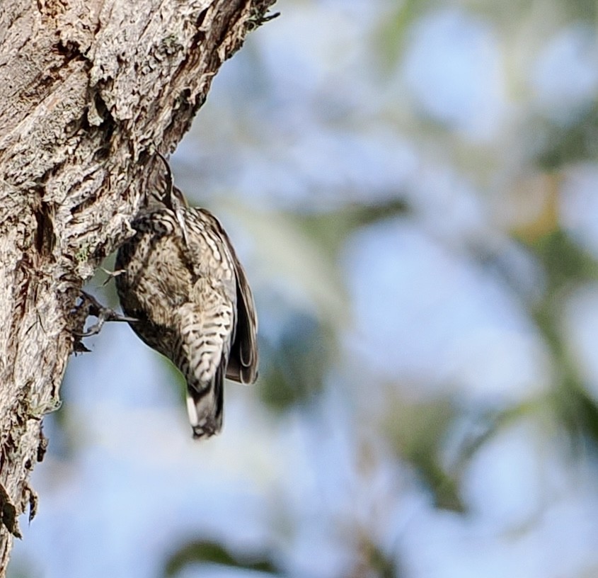 Red-browed Treecreeper - ML611240844