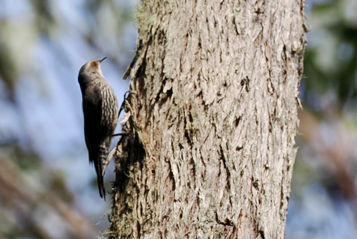 Red-browed Treecreeper - ML611240845