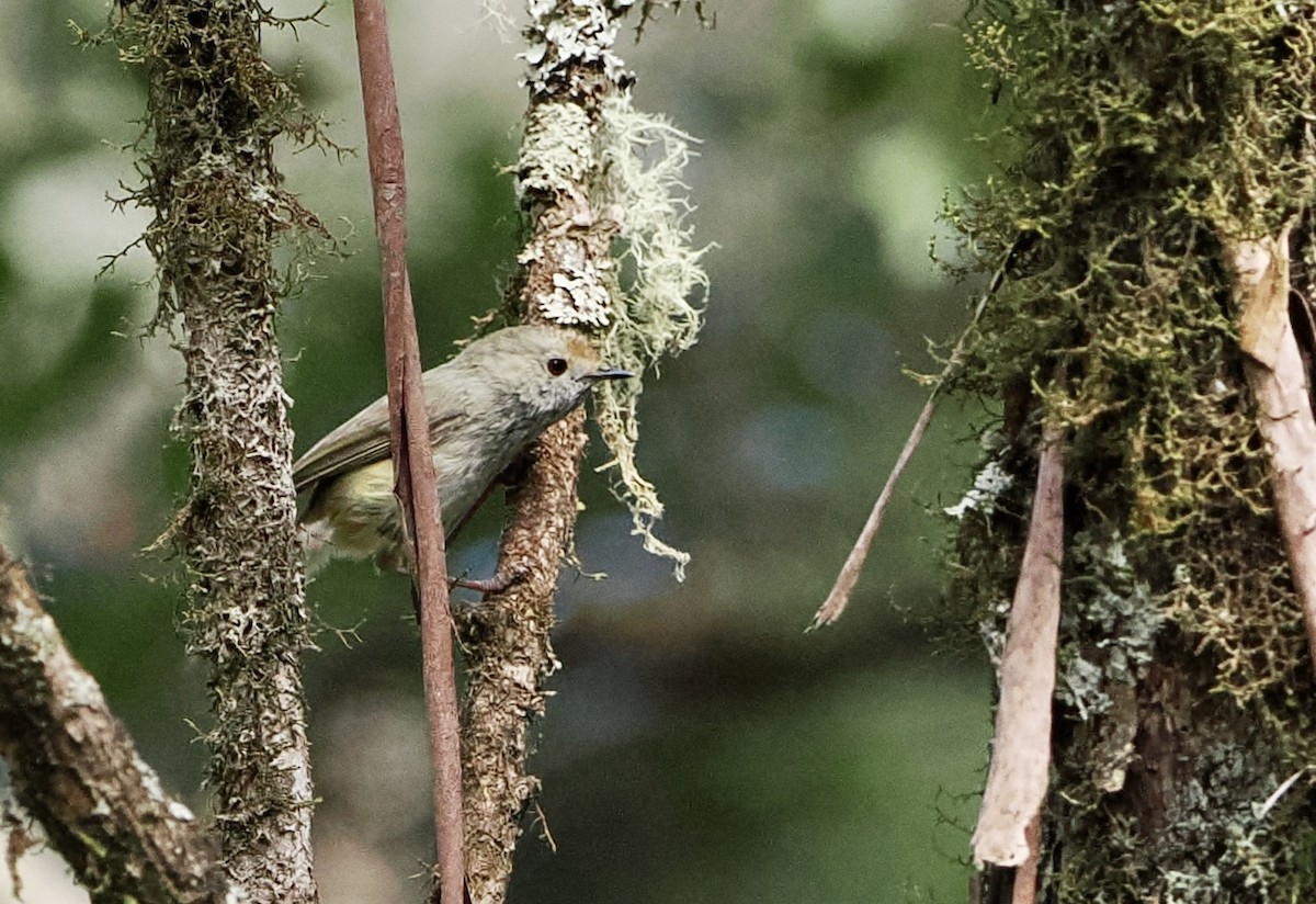 Brown Thornbill - ML611240853
