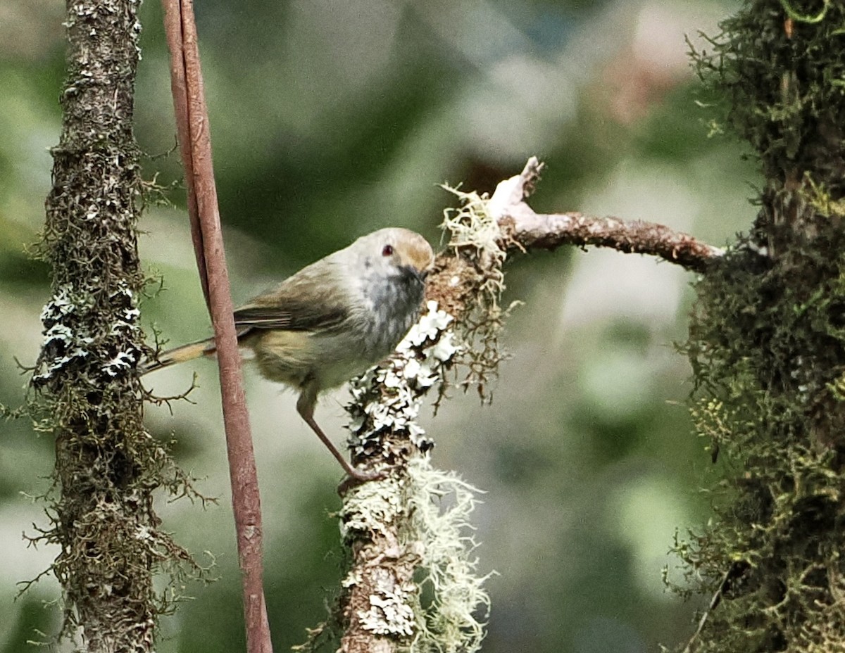 Brown Thornbill - ML611240854