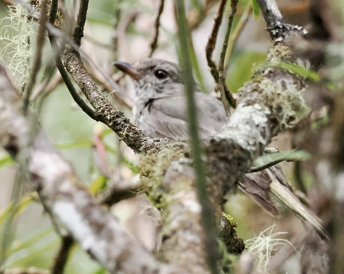 Golden Whistler (Eastern) - ML611240864