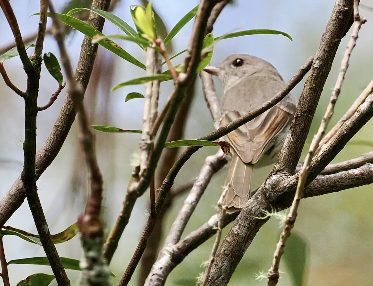 Golden Whistler (Eastern) - ML611240865