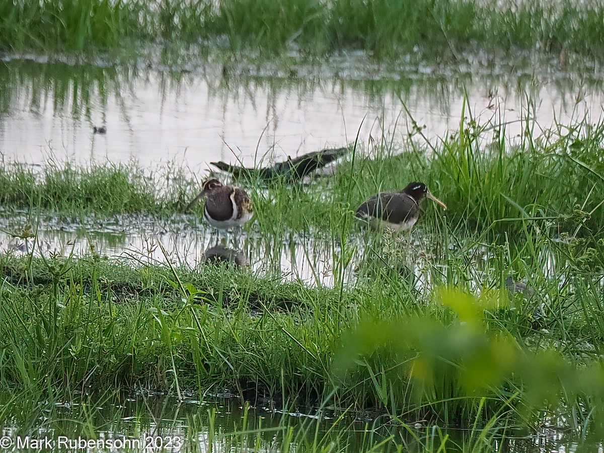 Greater Painted-Snipe - ML611240898