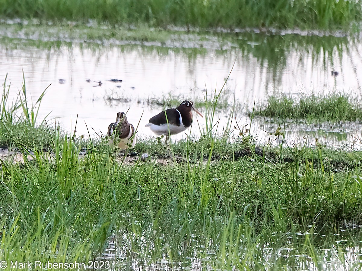 Greater Painted-Snipe - ML611240899