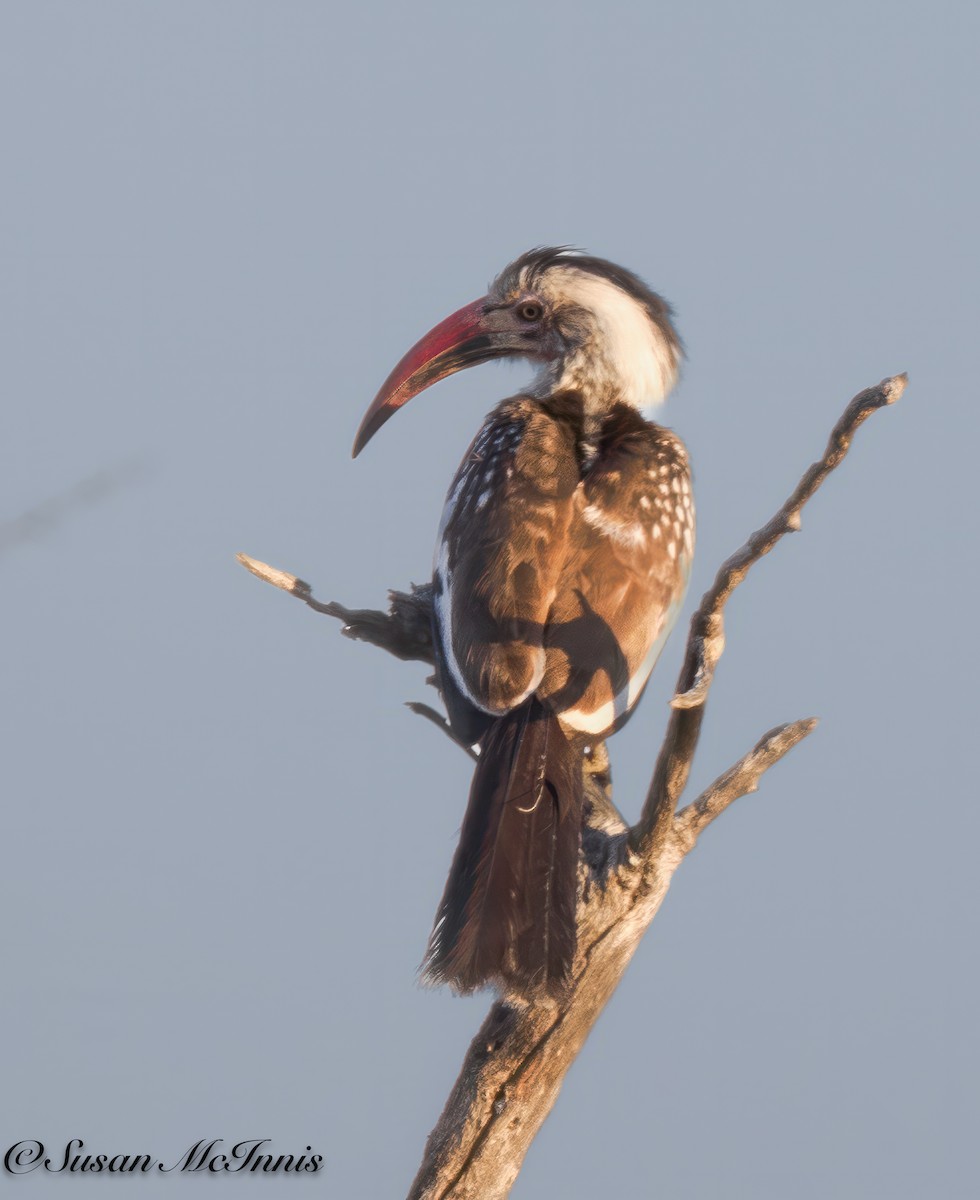 Southern Red-billed Hornbill - Susan Mac