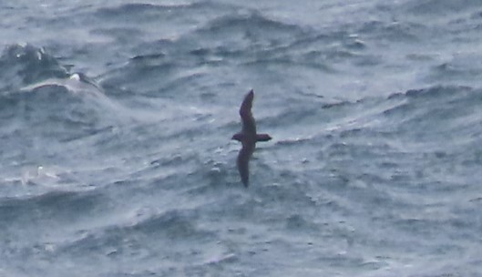 Short-tailed Shearwater - ML611241095