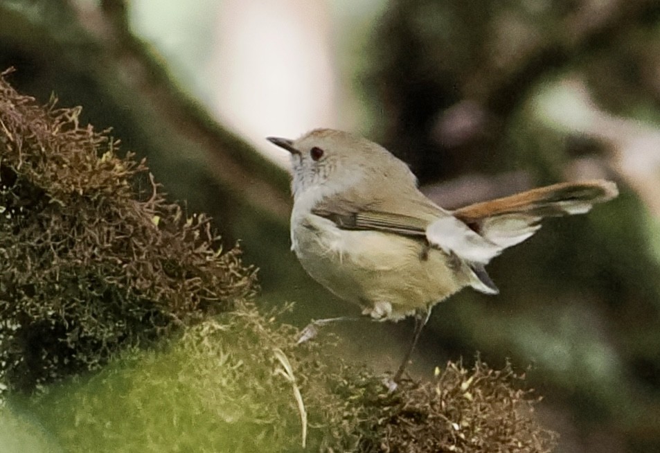 Brown Thornbill - ML611241131