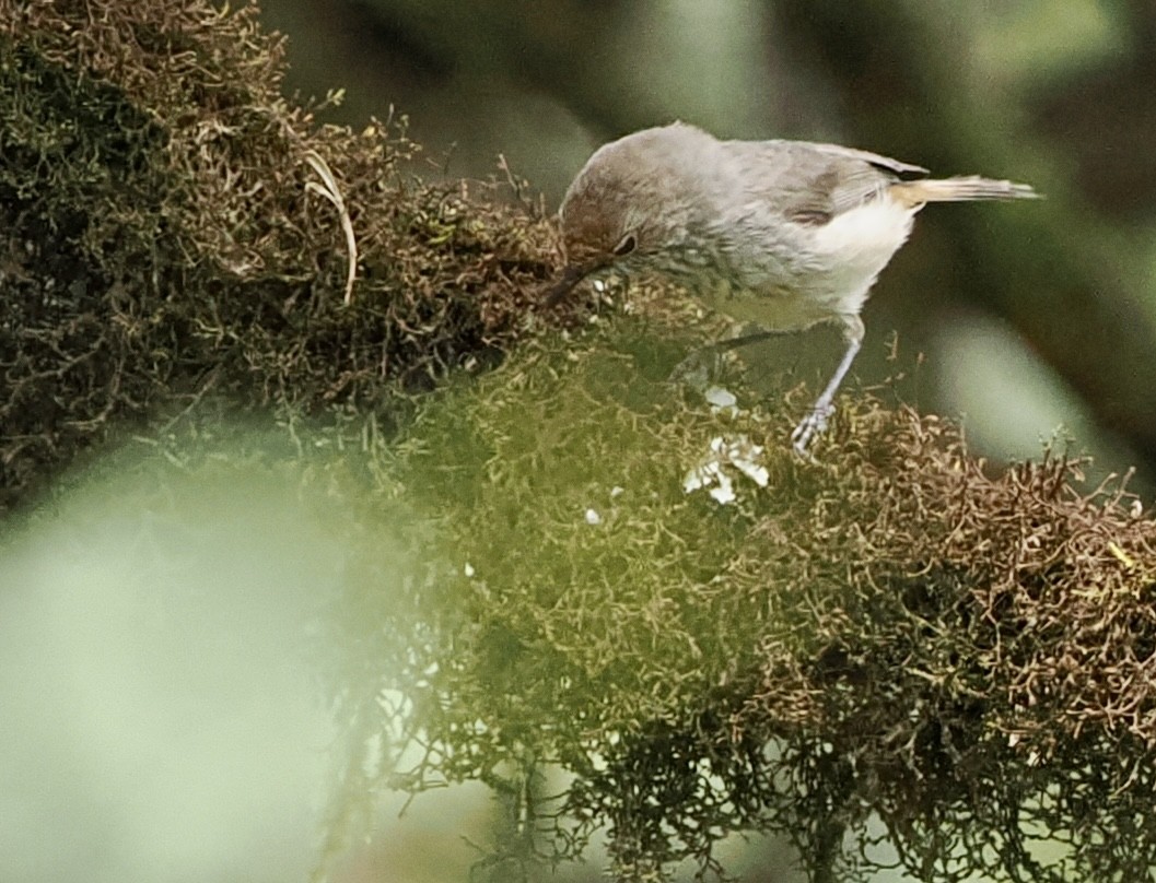 Brown Thornbill - ML611241132