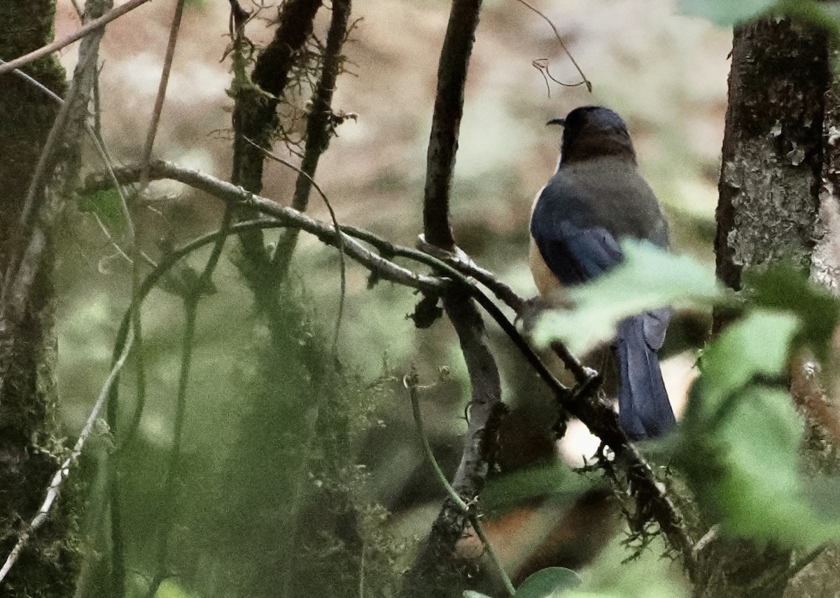 Eastern Spinebill - ML611241138