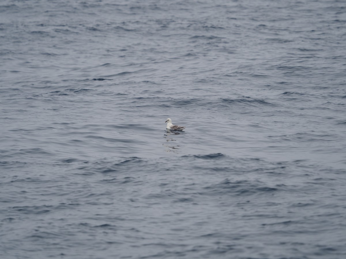 Northern Fulmar - Fran Alvarez Gonzalez