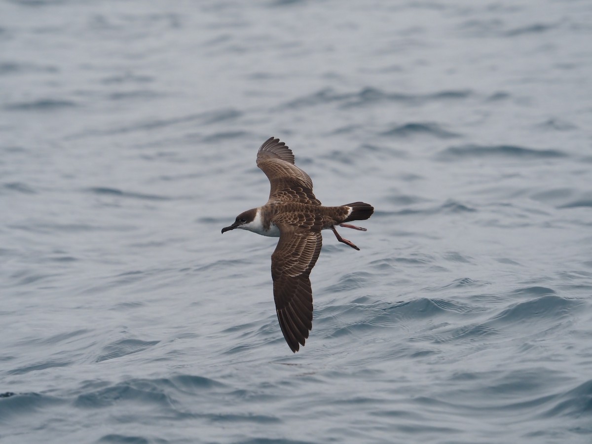 Great Shearwater - Fran Alvarez Gonzalez