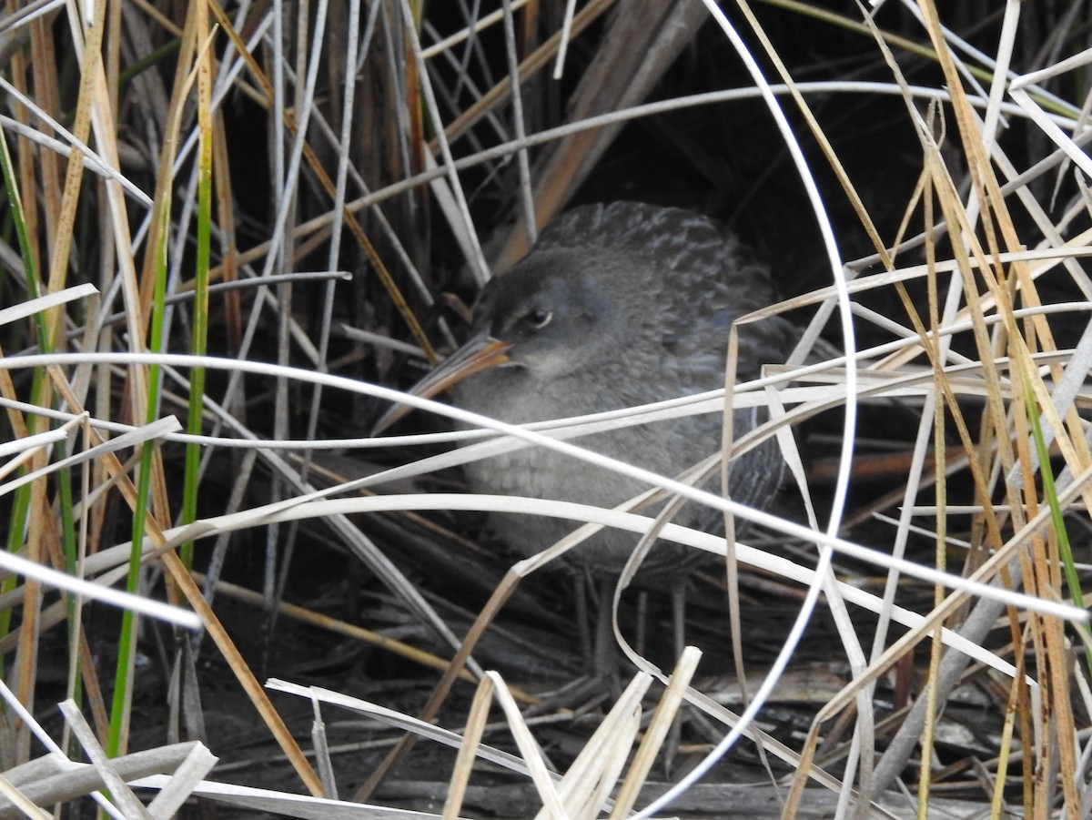 Clapper Rail - ML611241358